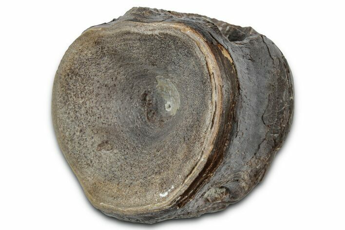 Fossil Fish Vertebra - Kansas #331029